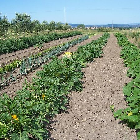 Agriturismo Il Grillo Parlante Pitigliano Zewnętrze zdjęcie